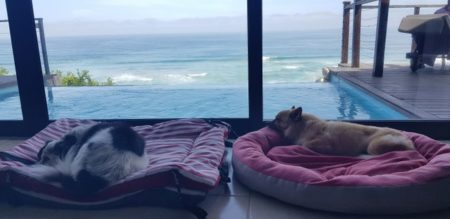Pet Friendly Luxury Villa in Wilderness