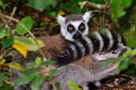 Monkeyland, The Crags