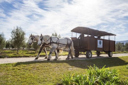 Hog Hollow Horse Trails, The Crags