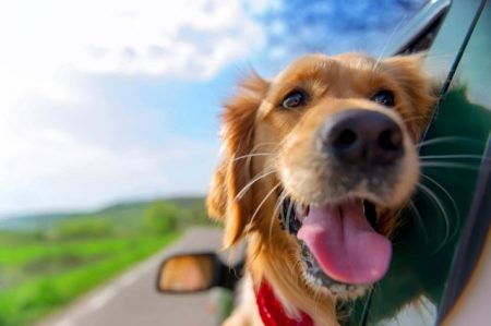 Pet Friendly Holiday in the Garden Route