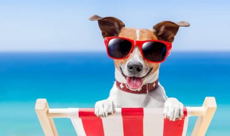 Pet-friendly accommodation options