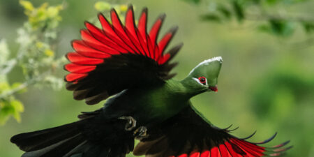 Biodiversity in Featherbed Nature Reserve.