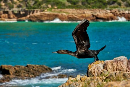 Go to the Knysna Oyster Festival and see Knysna Heads and Knysna Lagoon.