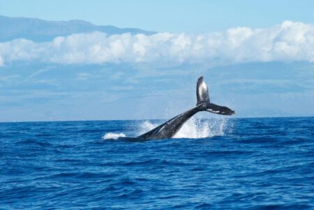 See whales at the Plett Ocean Festival!