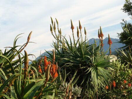 Rare flowers and animals on the Garden Route