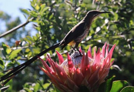 The Garden Route stretches from Mossel Bay to Tsitsikamma.