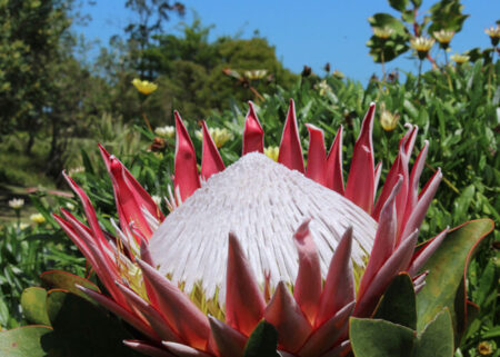 The King Protea, a unique kind of flora that exists only in the Garden Route.