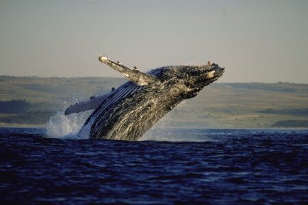 See whales at Garden Route beaches