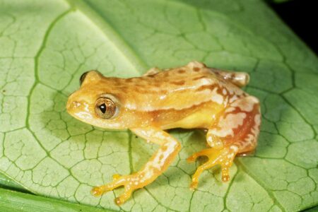 Knysna Banana Frog