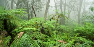 Knysna-Amatole Montane Forests are divided into Knysna Forest and Amatole Forests