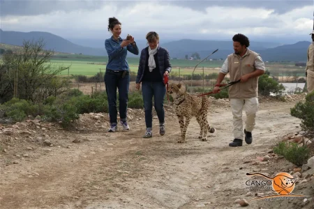 Cheetah Encounters in Oudtshoorn 
