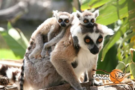 Animals at the Cango Wildlife Ranch